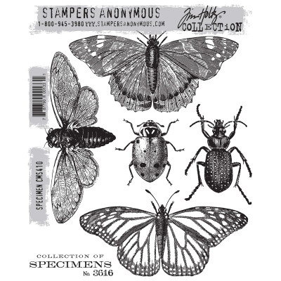 CMS410 Specimen