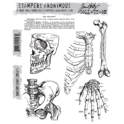 CMS411 Anatomy Chart